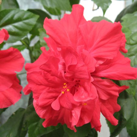 Hibiscus rosu